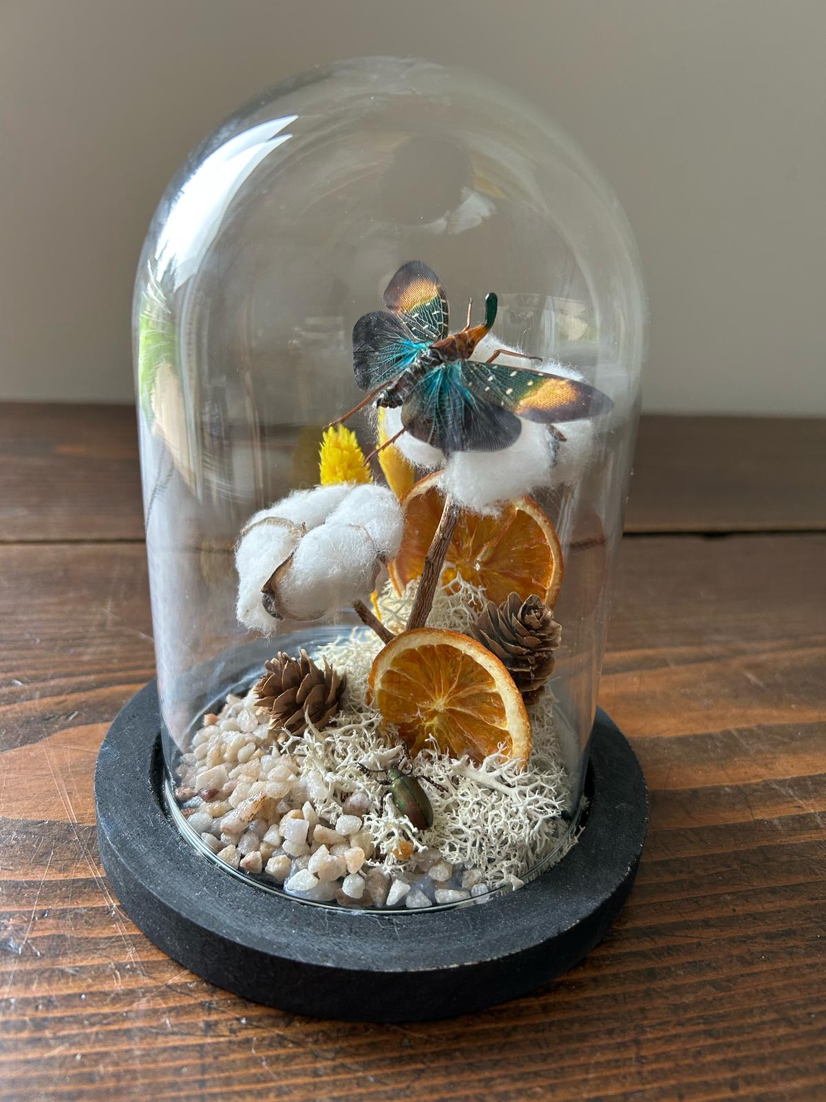 Cloche papillon fruit séché